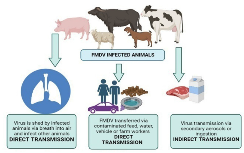 FMDV Infected Animals