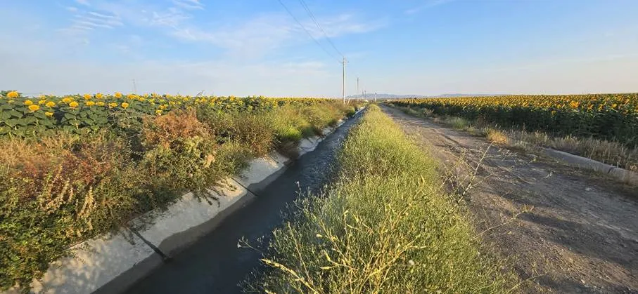 fields of Xinjiang